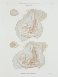 Gynekologi Menneskelig foster ved 40 dager, ca 1847-1859 av John Pardon