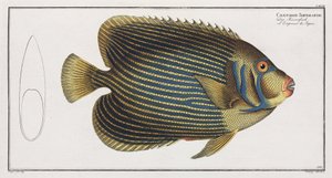 Imperator Angelfish av John Pardon