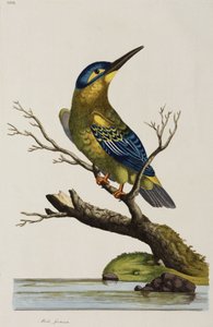 Kingfisher av John Pardon