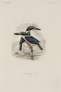 Kingfishers, Samoa av John Pardon