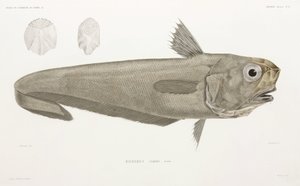 Kniv fisk av John Pardon