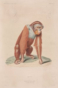 Orang-utanger, Indonesia av John Pardon