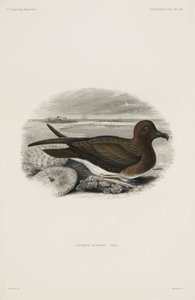 Petrel av John Pardon