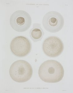 Kanin egg, c 1847-1859 av John Pardon
