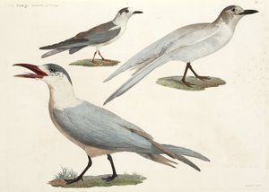 Terner og måker, Egypt av John Pardon