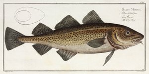 "Torskefisken" av John Pardon
