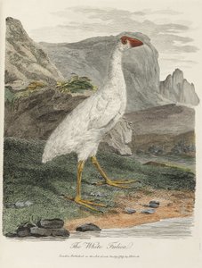 'The White Fulica' av John Pardon