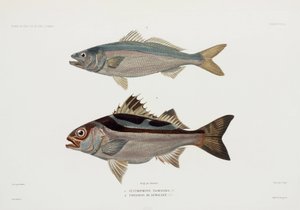 To typer fisk av John Pardon