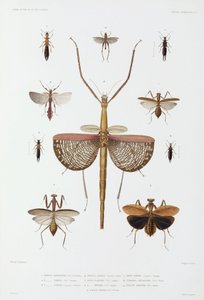 Typer av insekter, Australia, Salomonøyene og Indonesia