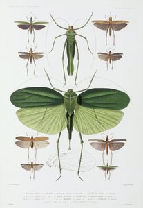 Typer av insekter, Tenerife og Indonesia