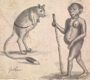 Aper (en av tre på ett feste)