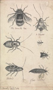 Den ydmyke bien og insekter