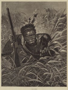En Zulu-speider