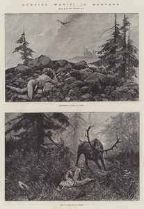 Jakt Wapiti i Montana