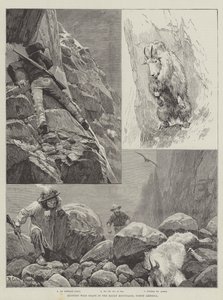 Jakt på villgeiter i Rocky Mountains, Nord-Amerika