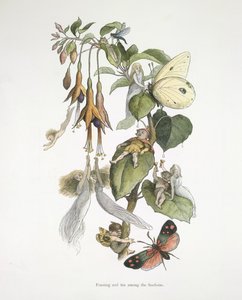 Fest og moro blant fuschiaene av Richard Doyle