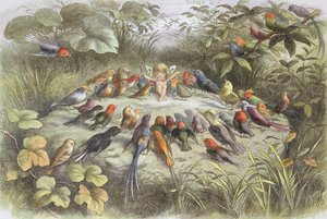 Musikkøvelse i eventyrland (illustrasjon fra quot;In fairy land. Pictures from the fairy worldquot;, av William Allingham og Andrew Lang