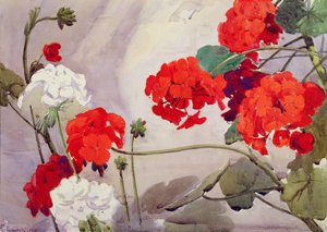 Røde og hvite pelargonier (akvarell) av Richard E. Clarke