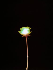 Uten tittel, 2007 av Richard Green