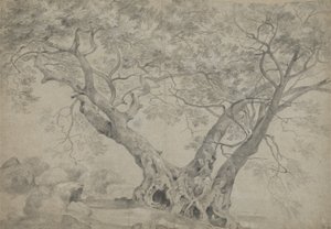 Arbra Sacra på bredden av Lake Nemi, ca. 1754-56 (svart og hvitt kritt på papir) av Richard Wilson