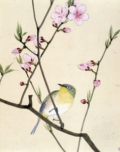 Fugl - japansk tegning av Riou Chim, sent på 1800-tallet av Riu Chim