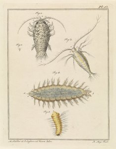 Agat trelus, copepod og bust orm