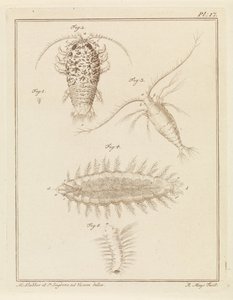 Agat trelus, copepod og bust orm