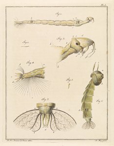 Plume bug larver av Robbert Muys