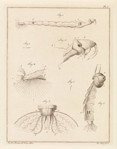 Plume bug larver