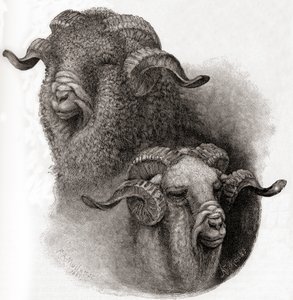 Hode av Merino-vær sammenlignet før og etter klipping, fra The Century Illustrated Monthly Magazine, utgitt 1884 av Robert Antoine Muller
