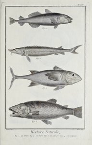 Cod, tuna, salmon and sturgeon, illustration from 