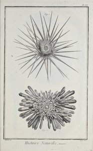 Urchins, illustrasjon fra 