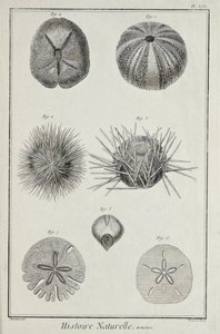 Urchins, illustrasjon fra 