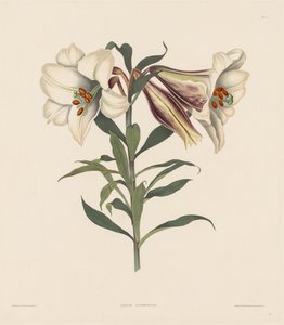 Et utvalg heksandriske planter, som tilhører den naturlige ordenen Amaryllidae..., 1831-1832. av Robert Havell