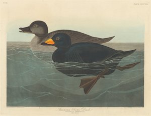 American Scoter Duck, 1838. av Robert Havell