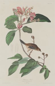 Bachmans Finch, 1833. av Robert Havell
