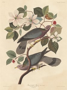 Båndhaledue, 1837. av Robert Havell