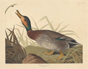 Bemaculated Duck, 1836. av Robert Havell