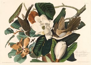 Svartnebbgjøk, 1828. av Robert Havell