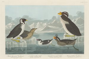 Svartstrupe lomvi, nobbnebbauk, krølletake og hornnebb..., 1838. av Robert Havell