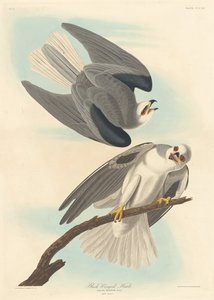 Black-winged Hawk, 1837. av Robert Havell