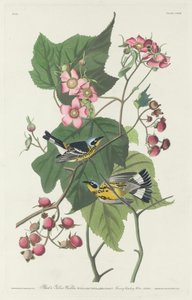 Svart og gul sanger, 1831. av Robert Havell
