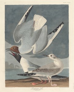 Bonapartisk måke, 1836. av Robert Havell