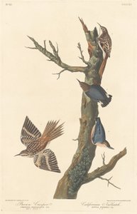 Brown Creeper og Californian Nuthatch, 1838. av Robert Havell
