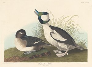 Buffelhodeand, 1836. av Robert Havell