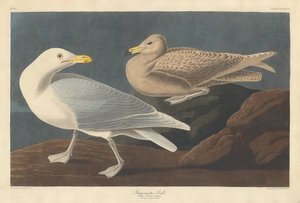 Borgmester Gull, 1837. av Robert Havell