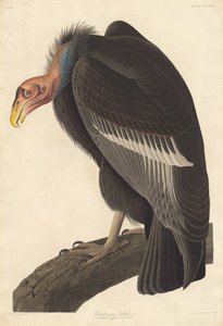 Californian Vulture, 1838. av Robert Havell