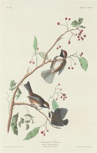 Kanadisk meis, 1834. av Robert Havell