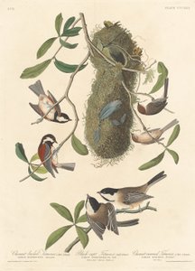 Kastanjeryggmeis, svarthakket meis og kastanjekronet meis, 1837. av Robert Havell