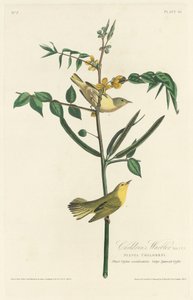 Barnasanger, 1828. av Robert Havell